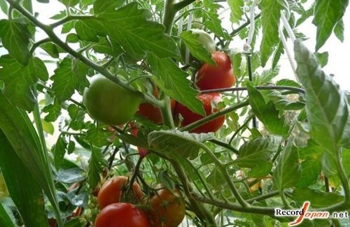 在日華人住宅區建菜園 稱所種蔬菜日本買不到