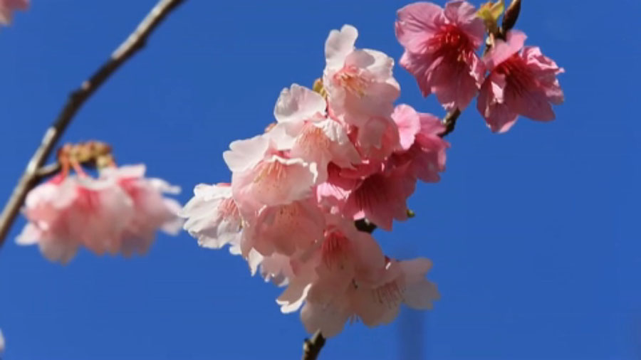 _Kuɽʢ_ęѻ  DƬԴWվW퓽؈D