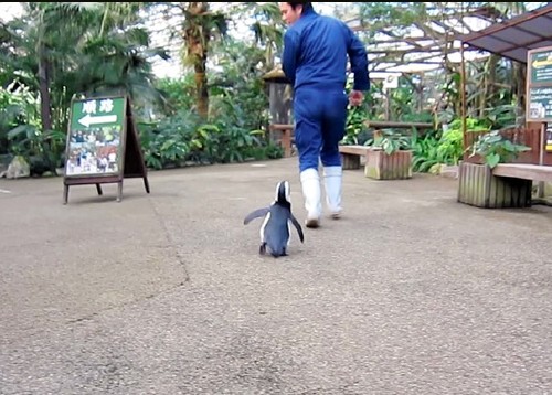 ȵȵҡСѡ^׷sBT