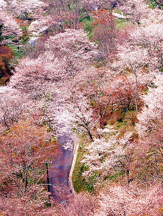 ߄ѻcձ˄⡿ռɢęѻꡱw˄o޵ˇgƷ͌ƷڻSܞ҂ȫ˽ձ_һȴ