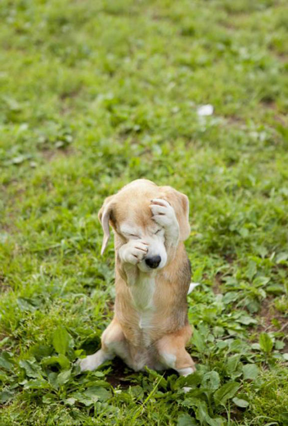 PurinfcˤҲԒ֪αo^܌ֵĹ