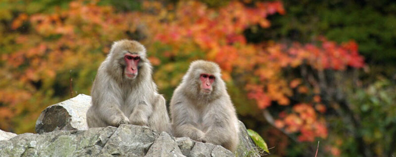 ձѩݜȪLҰh¸߾ɽتzҰԳԷ