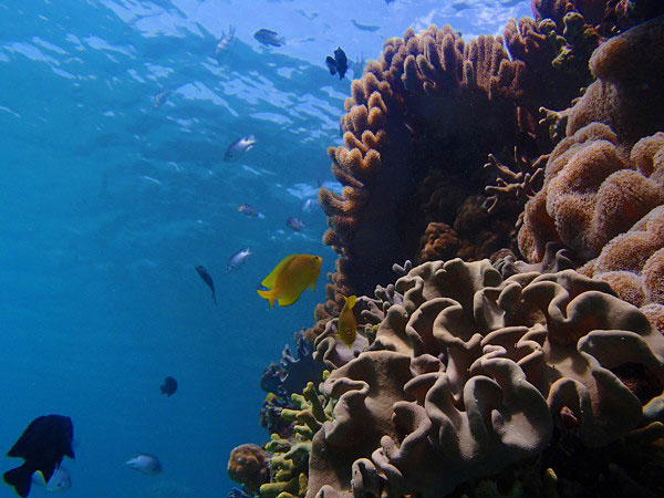 _KΡˮcGorilla ChopˮL⣨YψD