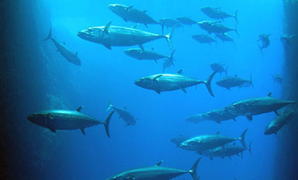 СԭȺuձ̫ƽһȺuλږ|1000๫^ٖ|СԭݠȺu30СuMиuĸuǍu700ϵě_B1900Ԗ|BuҲСԭȺuһĖ|˴γ̾ҪM26Сrܵ_СԭȺu......