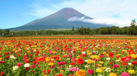 ʿɽɽ_ɽ픰߶ȹ֞ʮɽQ鸻ʿĿʿɽĿ2300܇οppɾͿɵõǸʿɽFw;Fɼɭ־ɫ_ĿվձʿɽӸRʿϰ˹ɫչF˾yԭɽĞ鸻ʿɽһĿ͵w^ Ұ˺^Ұ˺䌍Ǹʿɽѩˮ،^]ɵİ˂ȪҰ˺䃞Ȼhˮ❫cĸʿɽϞһwozӰҲhǧǰȡҰ˺ָȻo