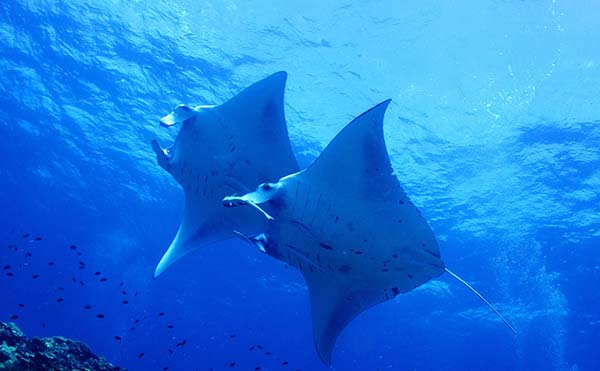 ձΡձ֮_KξcˮcUchizan