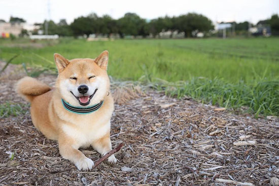 ؓ؟ձؿhƏVġδʹMARUС