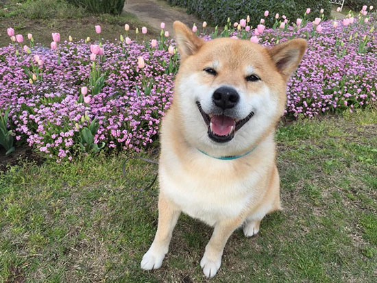 ؓ؟ձؿhƏVġδʹMARUС