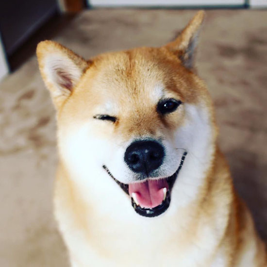 ؓ؟ձؿhƏVġδʹMARUС