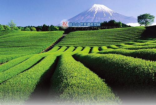 訪日旅游外國游客對日本文化的關心與需求增強，日本茶文化也是其中一個支流。為滿足這些市場需求，將茶文化作為吸引游客到地方去的旅游資源，各產茶大縣開始對茶文化展開推廣與宣傳。 