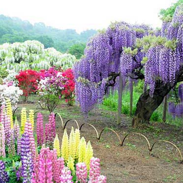 鮮花隧道