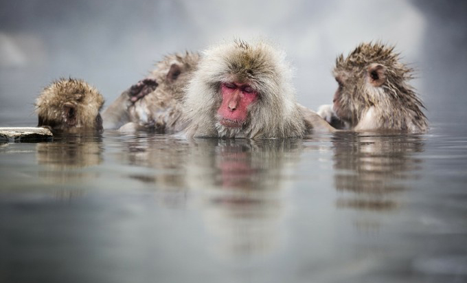 Ұ@ݜȪɞһYćHξc@ЩҲӢZȦҷQ顰Snow MonkeyѩϢڵط̎LҰ־Rԭɽتzȵ̎850׵ĵطԒ11¾_ʼhѩ4@ɽ¶ѩw@s160ֻѩ@¶LΣ¶ȪеɞһHL