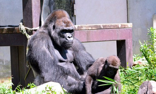 ձЖ|ɽֲ@LÎһֻ䌑漯ڽ10ɷɣ(|)ԓ漯䛈@ṩƬԼ@ֻճBƬڌ漯ÿһ߀@ֵ˂^()ǁwϵǁԲϵľ(ʵ)@ֻ⡱ɽ18q2qӺŮİְ3ĘھWTԒ}BӢBBCCNNҲMˈ