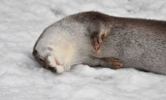 ձVu@һֻˮ|߼tѩd^õѩϷLѩģӿɐȤLȵĄɲֻ؈߀@ֻ顰̫ɡ(taro)ˮ|@ֻɐ۵ˮ|ѩطL˵Ҳ˲gȻ_