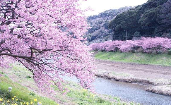 日本賞櫻的花見禮儀