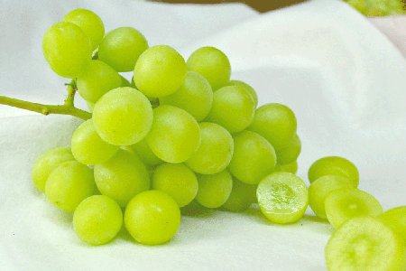 LҰaѡShine muscatR˹أYψD