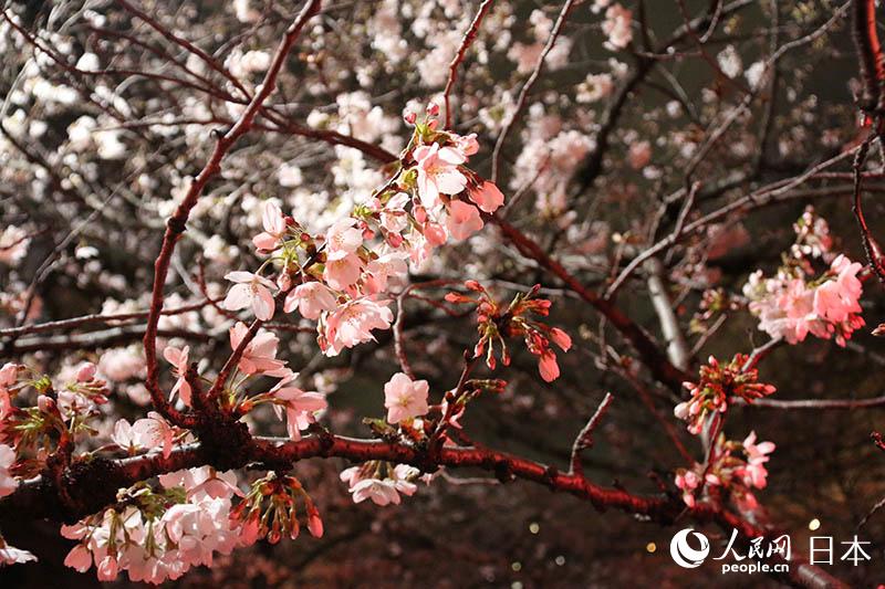 324ږ|ĿڴĔzęѻ