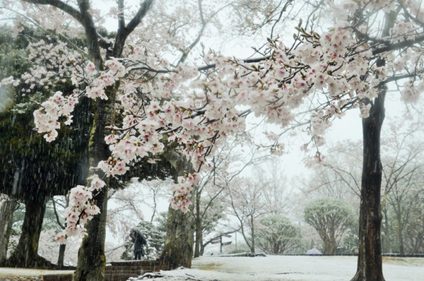 |ձ؅^ӭ󽵜 سFѩ⣨DƬԴWվ