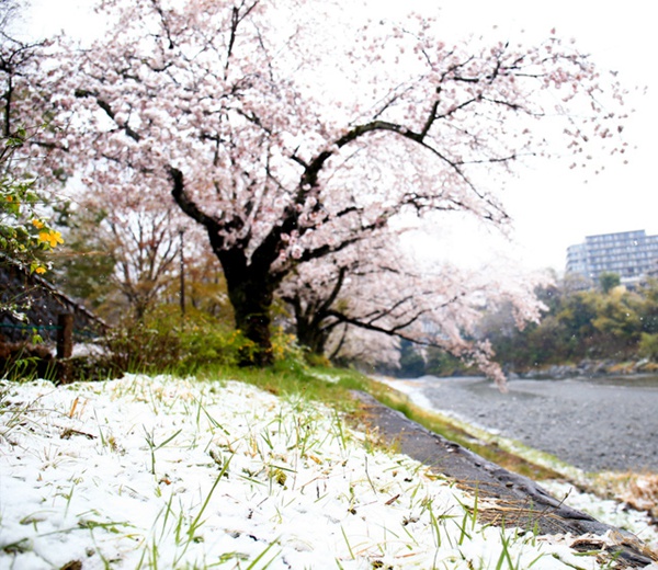 |ձ؅^ӭ󽵜 سFѩ⣨DƬԴWվ