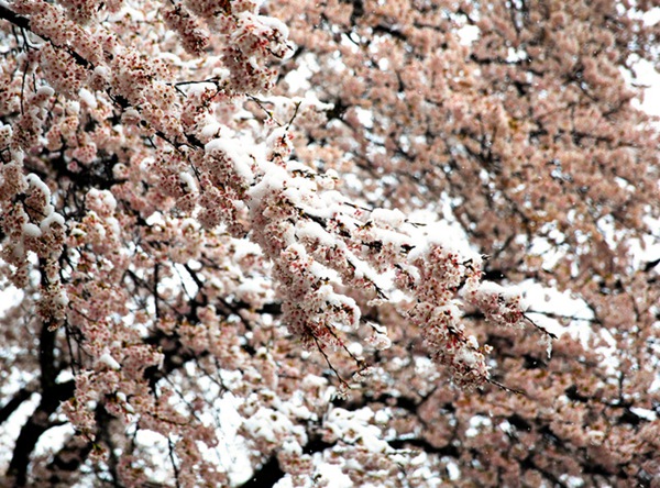 |ձ؅^ӭ󽵜 سFѩ⣨DƬԴWվ