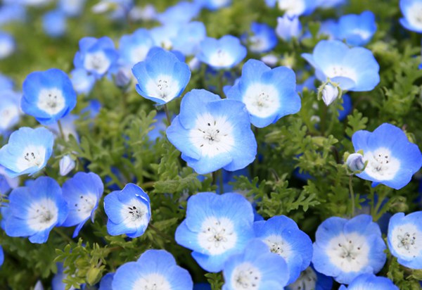 ձĳ450fϲֲ_ {ɫ^DƬԴWվ