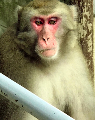 ӡxȥZڵĹGoro