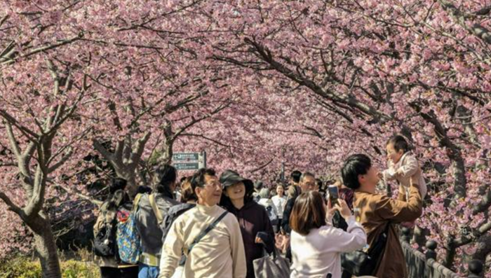 靜岡縣盛開的河津櫻吸引了大量游客。（圖片來源：《朝日新聞》）
