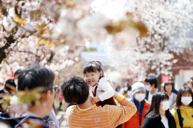 前往“櫻花通道”欣賞櫻花的游客。（圖片說明：《朝日新聞》）
