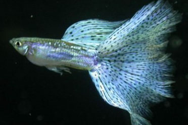 日本“高輻射魚”超標2000倍 10年內不宜食用 