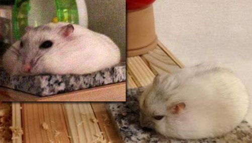 日本高溫 倉鼠“融化”了？！